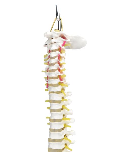 Imagem de Coluna Vertebral Flexível Pelve parte Fêmur Esqueleto