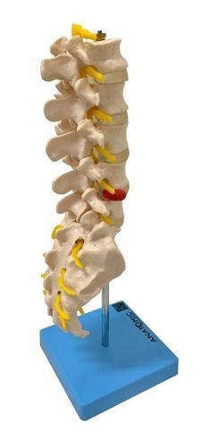 Imagem de Coluna Vertebral Lombar Anatomico Tamanho Natural Tgd-0145-b