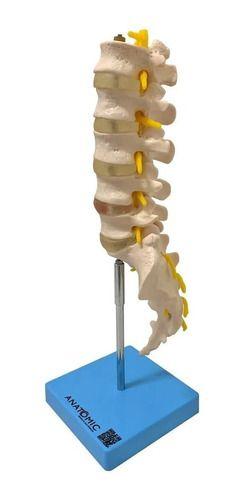 Imagem de Coluna Vertebral Lombar Anatomico Tamanho Natural Tgd-0145-b