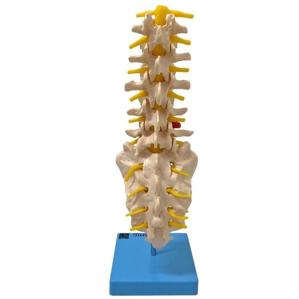 Imagem de Coluna Vertebral Lombar Esqueleto Anatomia