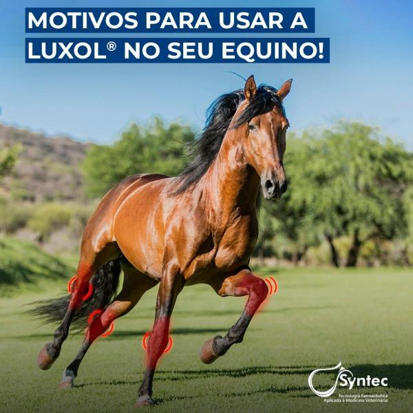 Imagem de Combo 2 Luxol Syntec Pomada Anti-Inflamatória para Equinos - 100g