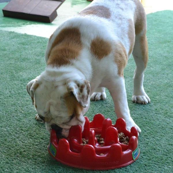 Imagem de Comedouro Interativo Pet Games PetFit Vermelho - Tam. Único