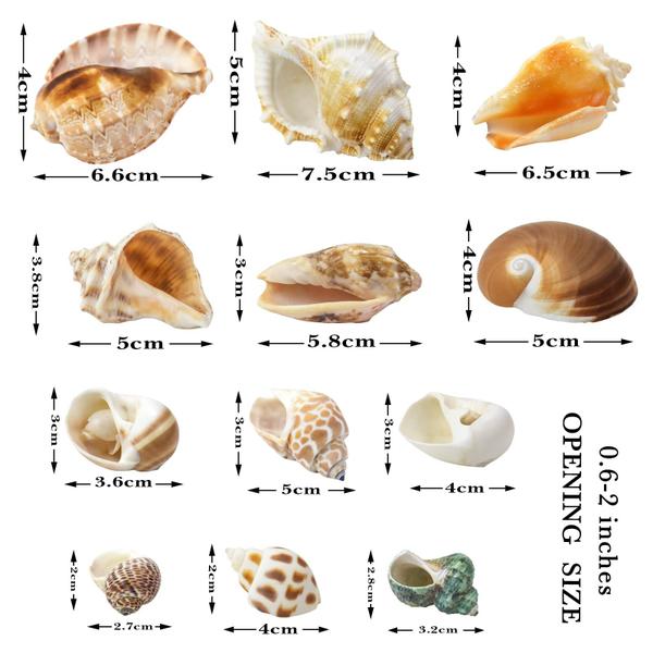 Imagem de Conchas de Caranguejo Eremita WEOXPR (12 Unidades) - Abertura 0,6-2cm - Naturais