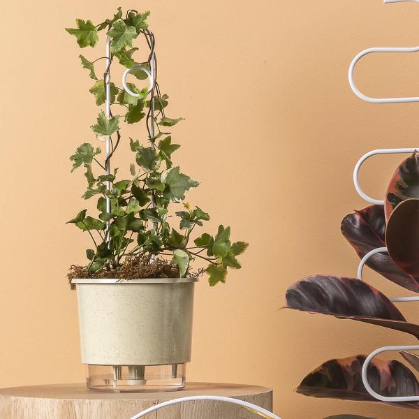 Imagem de Conjunto 3 Tutor Para Plantas Estaca Haste Vasos Folhagem