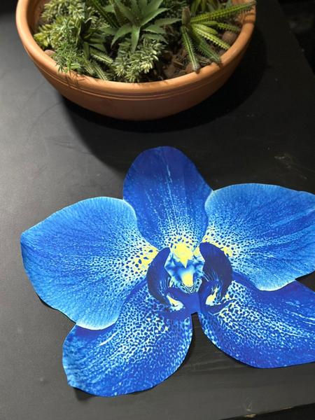 Imagem de Conjunto com 2 jogos americano orquídea azul 3D