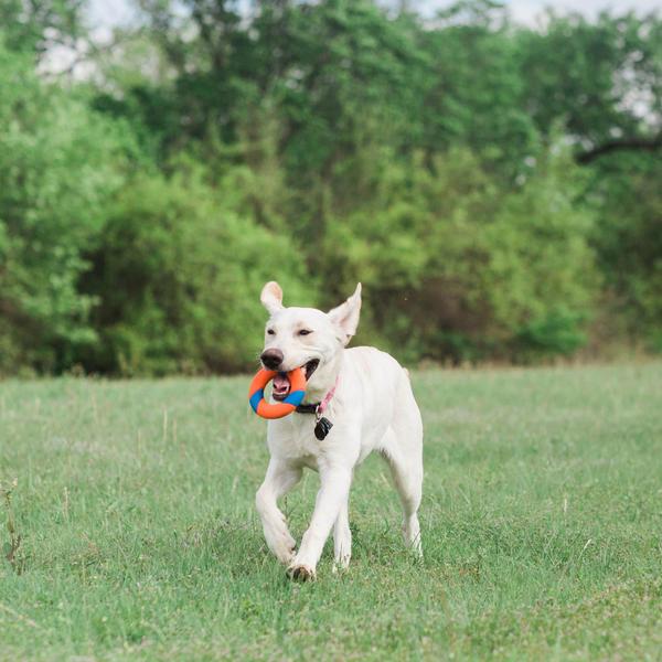 Conjunto de brinquedos para cães Chuckit! Lançador de bolas Ring Chaser com bola de 4,5 cm Imagem de Conjunto de brinquedos para cães Chuckit! Lançador de bolas Ring Chaser com bola de 4,5 cm