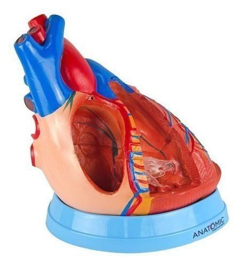 Imagem de Coração Humano Ampliado 3X O Tamanho Natural 5 Partes