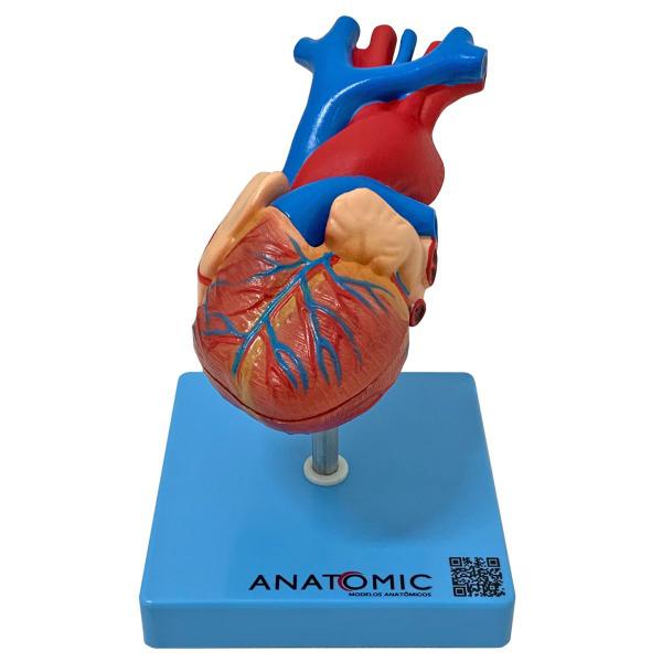 Imagem de Coração Tamanho Natural em 2 Partes - Modelo Anatômico Do Orgão em Resina + Suporte