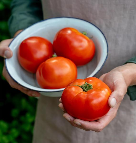 Cortador de tomate vermelho híbrido Seeds Burpee 'Celebrity' 35, não transgênico Imagem de Cortador de tomate vermelho híbrido Seeds Burpee 'Celebrity' 35, não transgênico