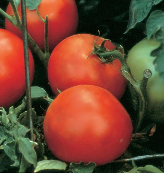 Cortador de tomate vermelho híbrido Seeds Burpee 'Celebrity' 35, não transgênico Imagem de Cortador de tomate vermelho híbrido Seeds Burpee 'Celebrity' 35, não transgênico