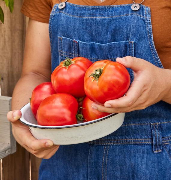 Cortador de tomate vermelho híbrido Seeds Burpee 'Celebrity' 35, não transgênico Imagem de Cortador de tomate vermelho híbrido Seeds Burpee 'Celebrity' 35, não transgênico