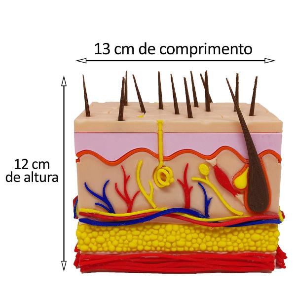 Imagem de Corte Da Pele 3D Humana Ampliada Anatômico Modelo Anatomia