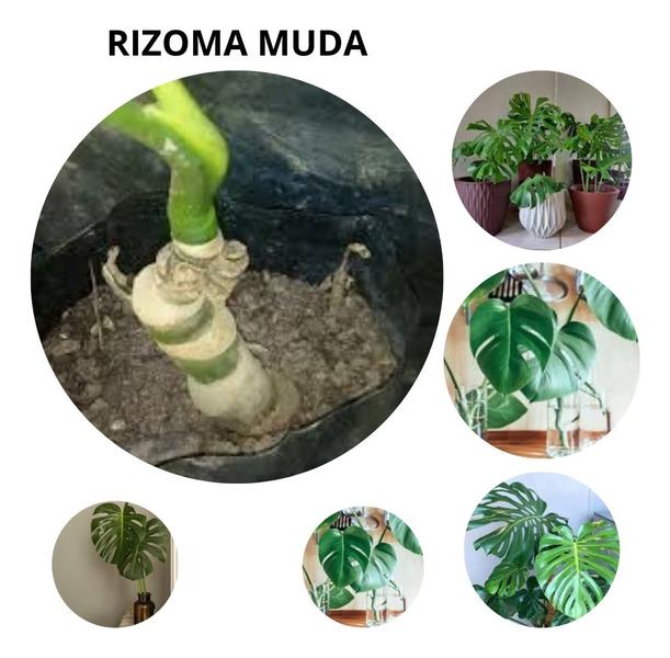 Imagem de Costela De Adão - Monstera Deliciosa - 2 Mudas Envio Imediato Pronta entrega