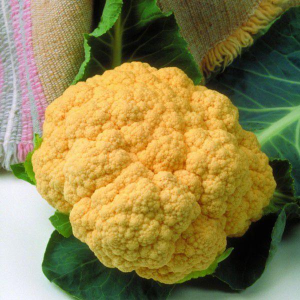 Couve Flor Híbrido Cheddar - 2,6gr/500 Sementes - ISLA Sementes Imagem de Couve Flor Híbrido Cheddar - 2,6gr/500 Sementes