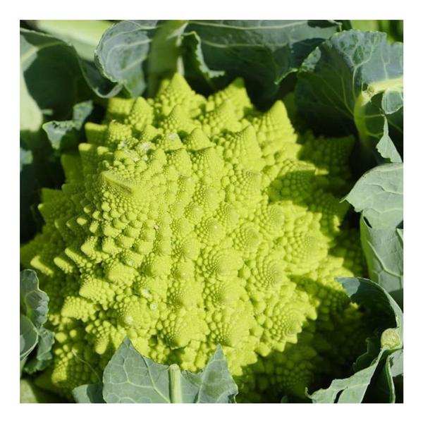 Imagem de Couve-Flor Romanesco - 3g de Sementes