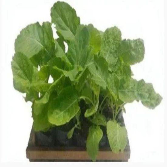 Couve Manteiga - Caixa com 15 unidades - PLANTADELIVERY Imagem de Couve Manteiga - Caixa com 15 unidades