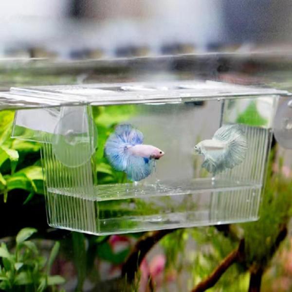 Imagem de Criadeira Acrilica para Peixes Aquario Lebiste Guppy Betta