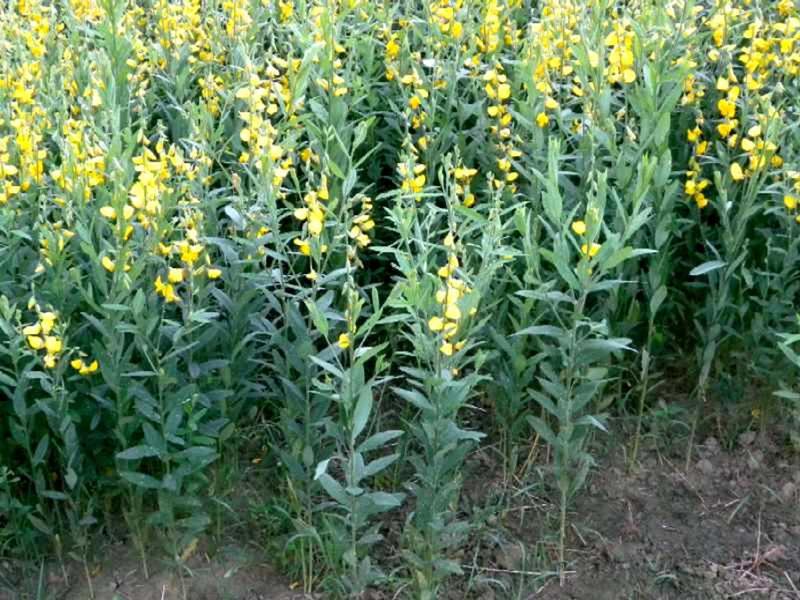 Imagem de Crotalária Juncea - 1kg De Sementes