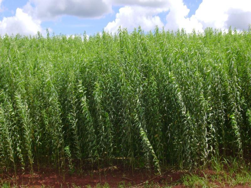 Imagem de Crotalaria Juncea Adubação Organica 10kg