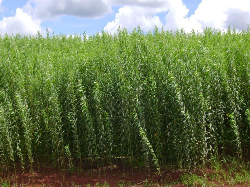 Imagem de Crotalaria Juncea Adubação Verde 15kg