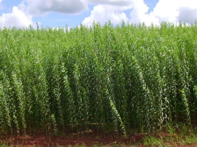 Imagem de Crotalaria Juncea Adubação Verde 8kg