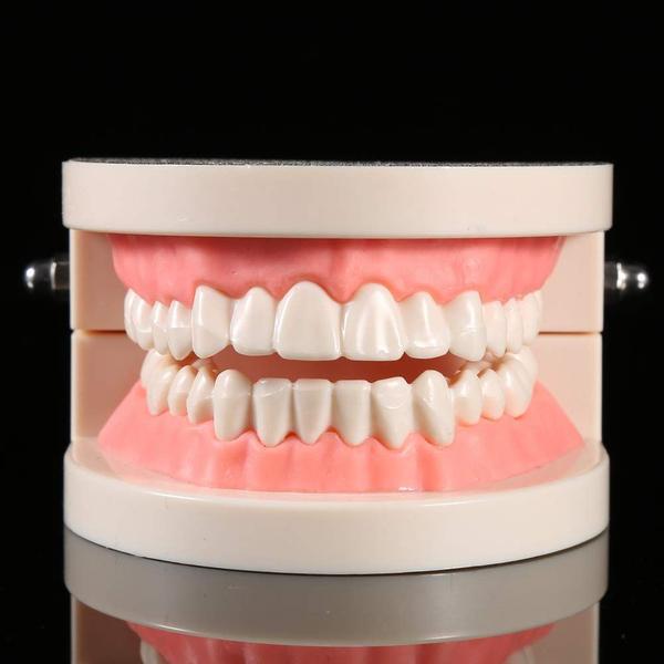 Imagem de Dentes gigantes de PVC modelo dentário para ensinar estudantes de dentista