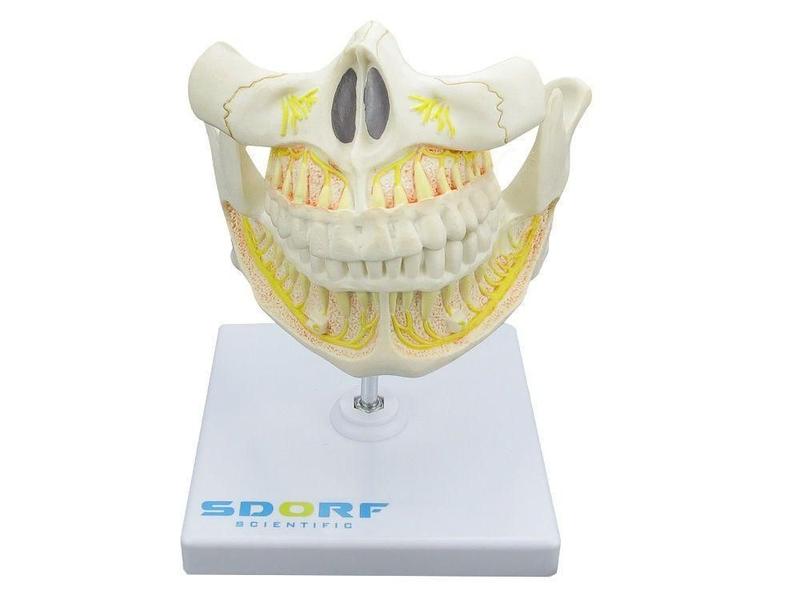 Imagem de Dentição Adulta Em Tamanho Natural