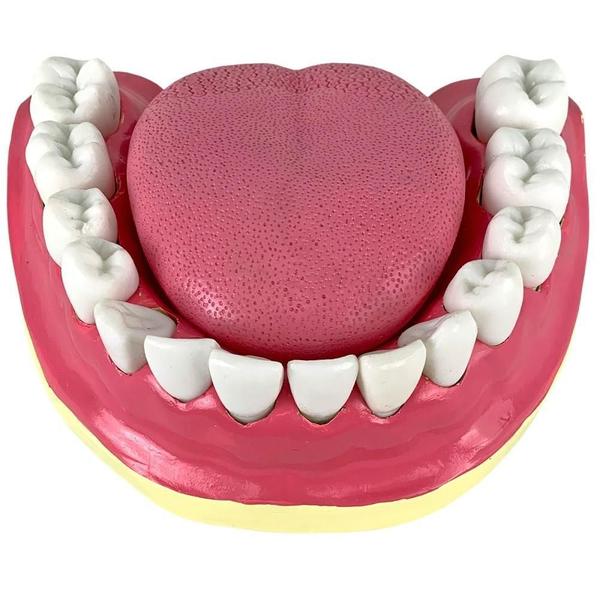 Imagem de Dentição Com Todos Os Dentes Removíveis, Anatomia