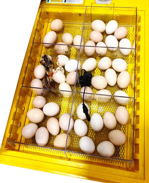 Divisória de Nascimento de Pintinhos para Chocadeira Premium IP130 NP130 - Premium Ecológica Imagem de Divisória de Nascimento de Pintinhos para Chocadeira Premium IP130 NP130