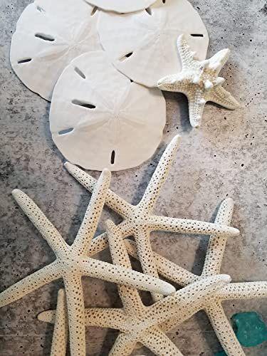 Imagem de Dólares de Areia Branca 2 "a 2,25" Conjunto de 24 - Casamento Seashell Craft Sand Dollars- Escolhido a dedo e embalado profissionalmente