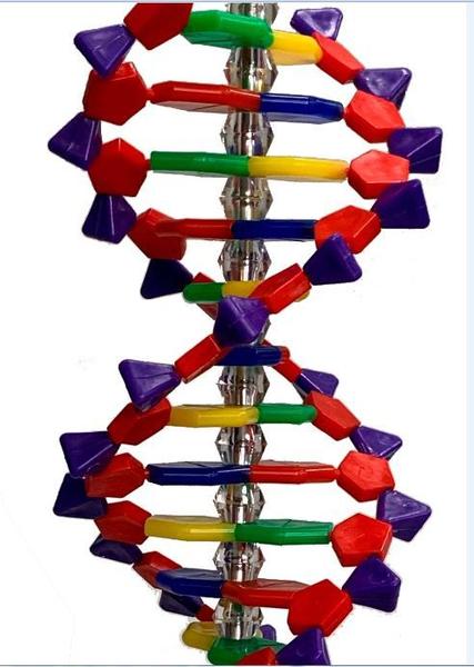 Imagem de Dupla Hélice de DNA com  40cm.