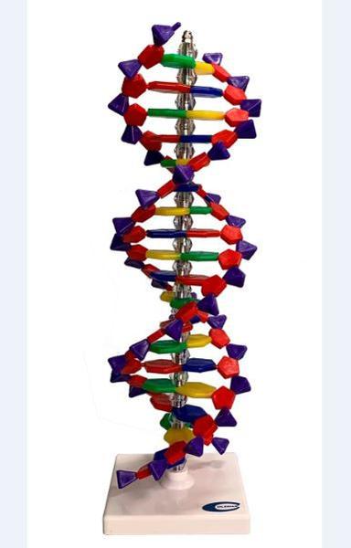 Imagem de Dupla Hélice de DNA com  40cm.