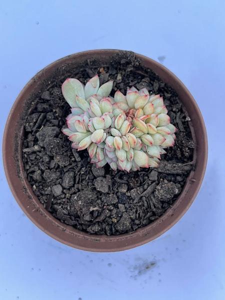 Imagem de Echeveria Apus Cristata Importada