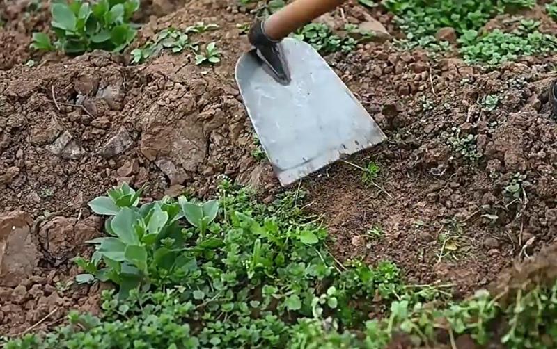 Imagem de Enxadão Largo 18,5cm de Aço Manganês  Resistente e Leve