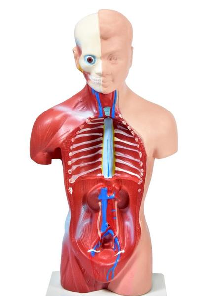 Imagem de Esqueleto 45 cm + torso humano de 28 cm 14 partes