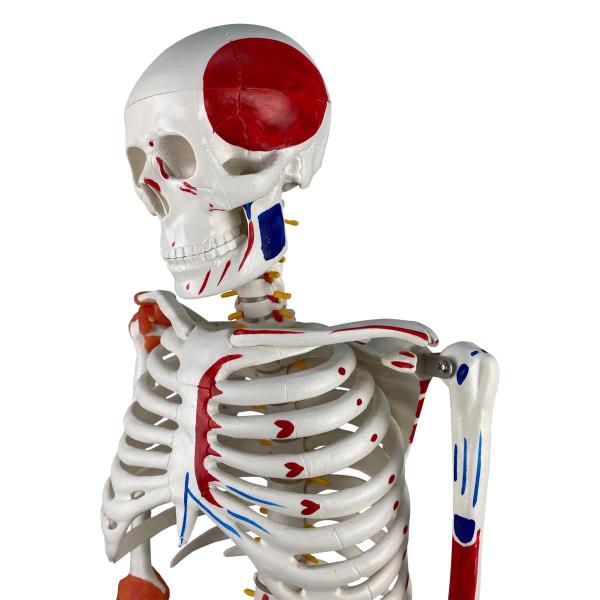 Imagem de Esqueleto 85 cm com Inserções Musculares, Ligamentos, Suporte e Base