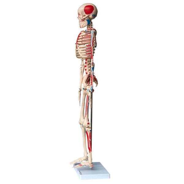 Imagem de Esqueleto Humano 85 cm Altura, Articulado com Inserções Musculares