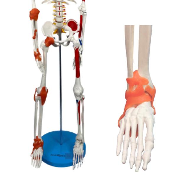 Imagem de Esqueleto Humano 85 Cm Com Inserções Musculares E Ligamentos Modelo Anatômico Educativo