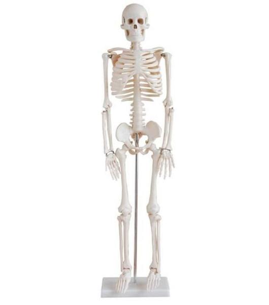Esqueleto Humano Articulado De 85 Cm De Altura Com Suporte - Dumont Imagem de Esqueleto Humano Articulado De 85 Cm De Altura Com Suporte