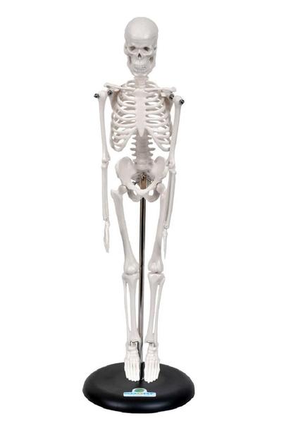 Imagem de Esqueleto Humano De 45 Cm Altura Com Suporte, Anatomia