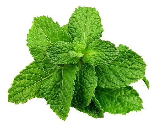 Essência Artificial Comestível Sabor Menta Arcolor 960ml Imagem de Essência Artificial Comestível Sabor Menta Arcolor 960ml