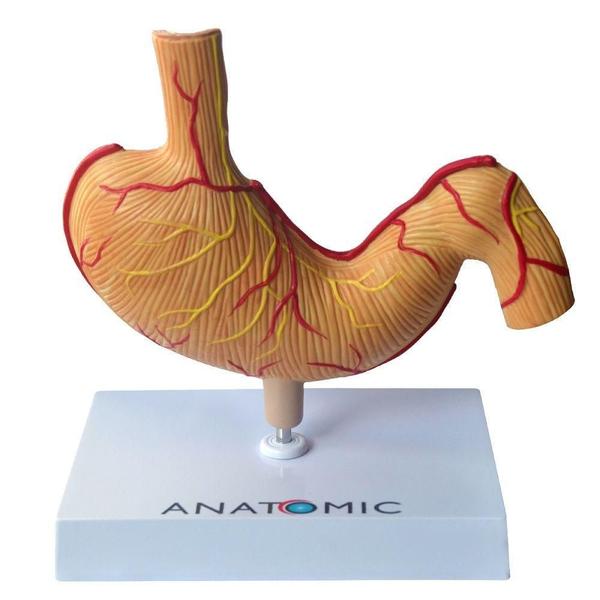 Imagem de Estômago Humano Com Patologias, Anatomia