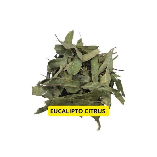 Imagem de Eucalipto Citrus 1Kg (Eucalyptus citriodora)