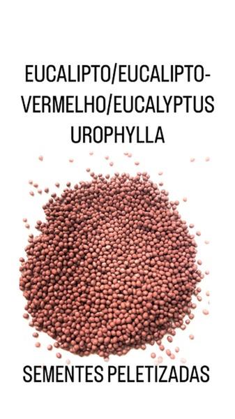 Imagem de Eucalipto Urophylla /Eucalipto Vermelho - 500mg de Sementes