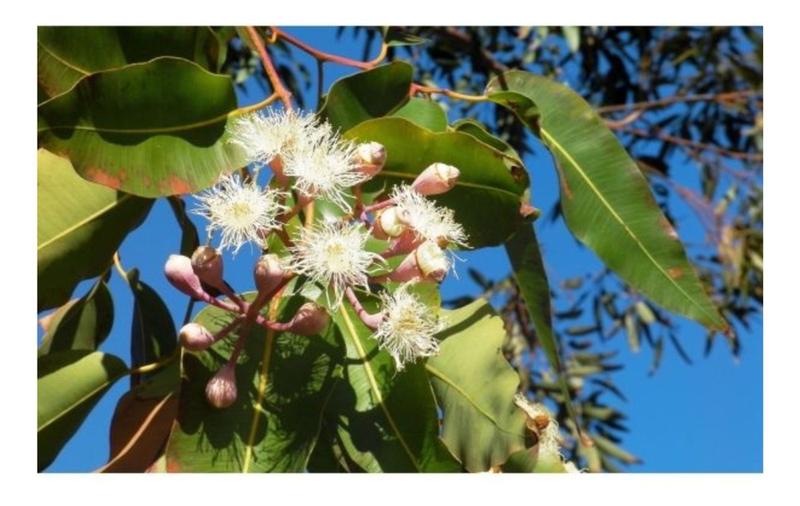 Imagem de Eucalipto Urophylla p/ Arborização 10g