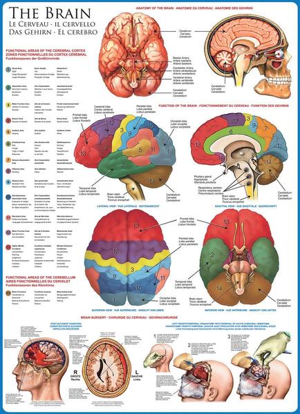 Imagem de EuroGraphics Corpo Humano (O Cérebro) Puzzle 1000 Peças