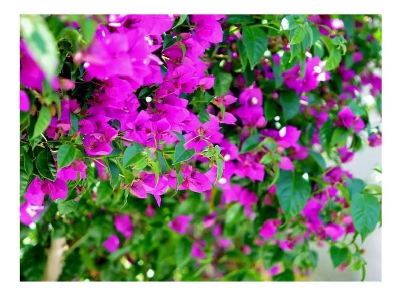 Imagem de Excelente Muda De Primavera Roxa - Bougainvillea