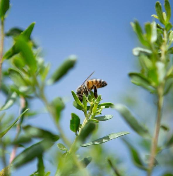 Imagem de Extrato de Propolis Verde sem Álcool 30% P.V. (Orgânico).