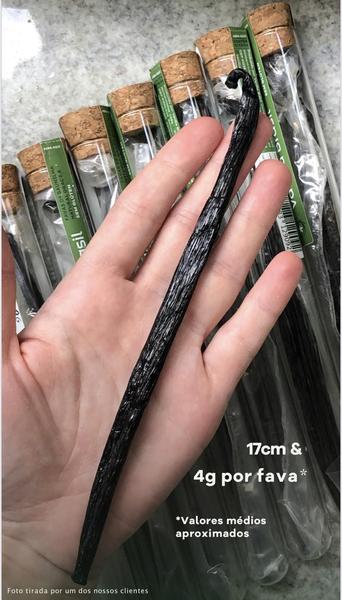 Fava De Baunilha - Vanilla Brasil. 4G Imagem de Fava De Baunilha - Vanilla Brasil. 4G