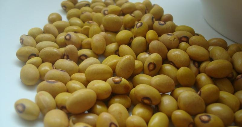 Feijão Bolinha 1kg Para Plantar ou Consumir + 10 outros tipos de sementes. Cortesia - Tatuapé Agro Sementes Imagem de Feijão Bolinha 1kg Para Plantar ou Consumir + 10 outros tipos de sementes. Cortesia